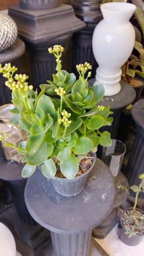 عکس گل آریسا 