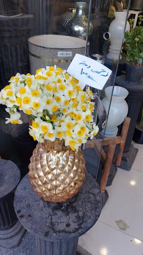 عکس گل آریسا 