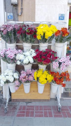 عکس گل آریسا 