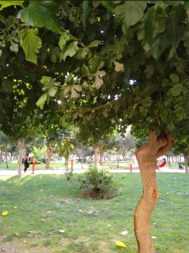 عکس پارک بانوان آنا