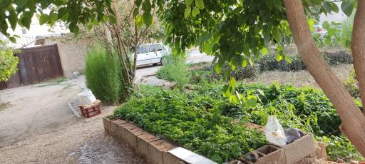 عکس سبزی فروشی