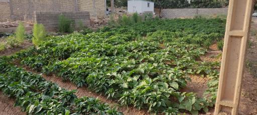 عکس سبزی فروشی