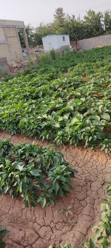 عکس سبزی فروشی