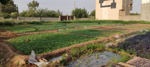 عکس سبزی فروشی