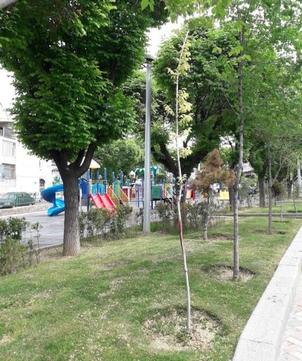 عکس بوستان شقایق