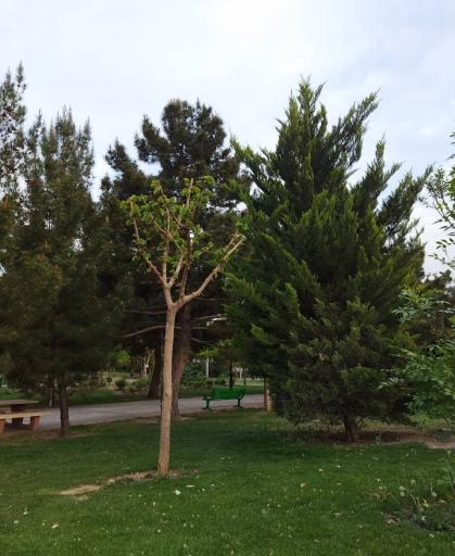 عکس بوستان شقایق