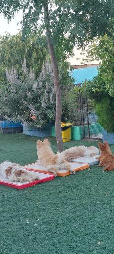 عکس پانسیون سگ نیک داگ