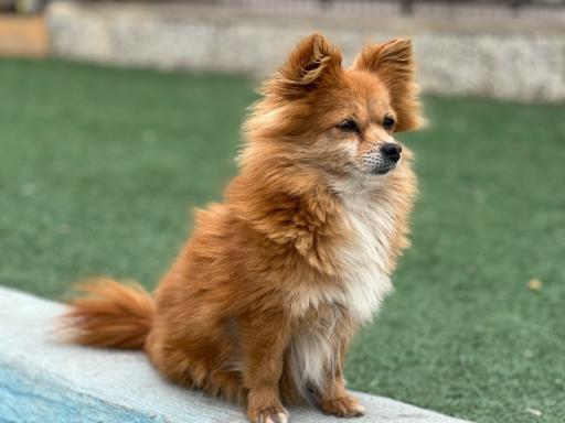 عکس پانسیون سگ نیک داگ