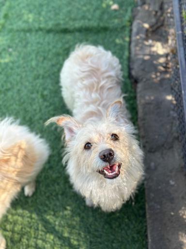 عکس پانسیون سگ نیک داگ