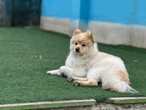 عکس پانسیون سگ نیک داگ