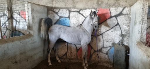 عکس باشگاه سوارکاری نعل