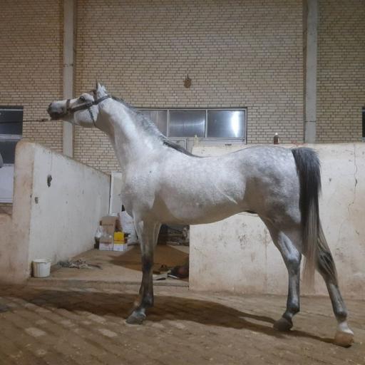 عکس باشگاه سوارکاری نعل