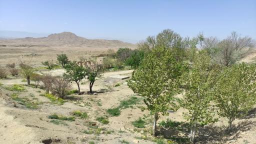 عکس چشمه آب سنجدی | چشمه رضا