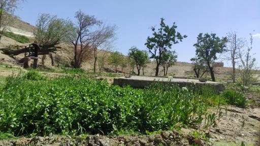 عکس چشمه آب سنجدی | چشمه رضا