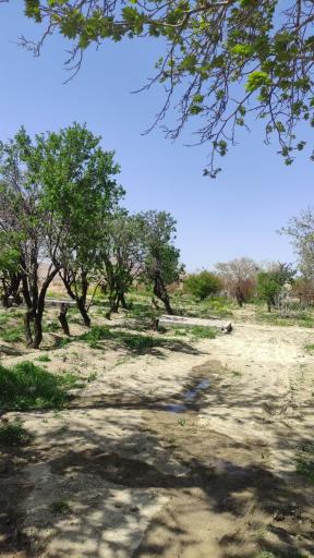 عکس چشمه آب سنجدی | چشمه رضا