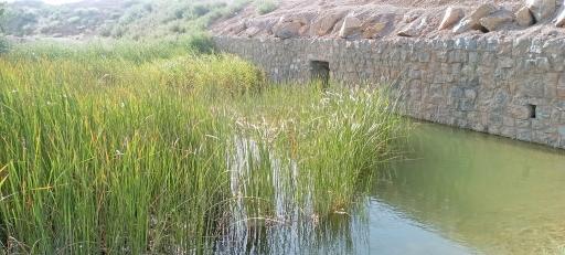 عکس چشمه آب سنجدی | چشمه رضا