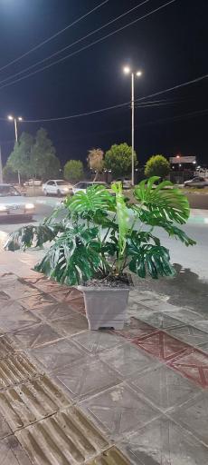  جیرفت کاکتوس