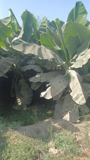 عکس باهوکلات