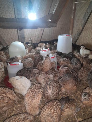 عکس پرورش بلدرچین وفائی