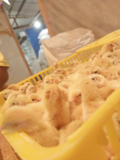 عکس پرورش بلدرچین وفائی