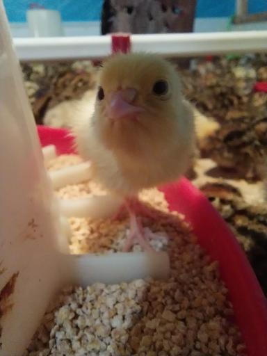 عکس پرورش بلدرچین وفائی