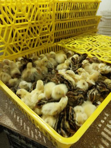 عکس پرورش بلدرچین وفائی