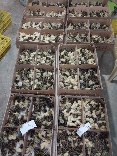 عکس پرورش بلدرچین وفائی