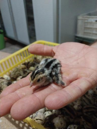 عکس پرورش بلدرچین وفائی