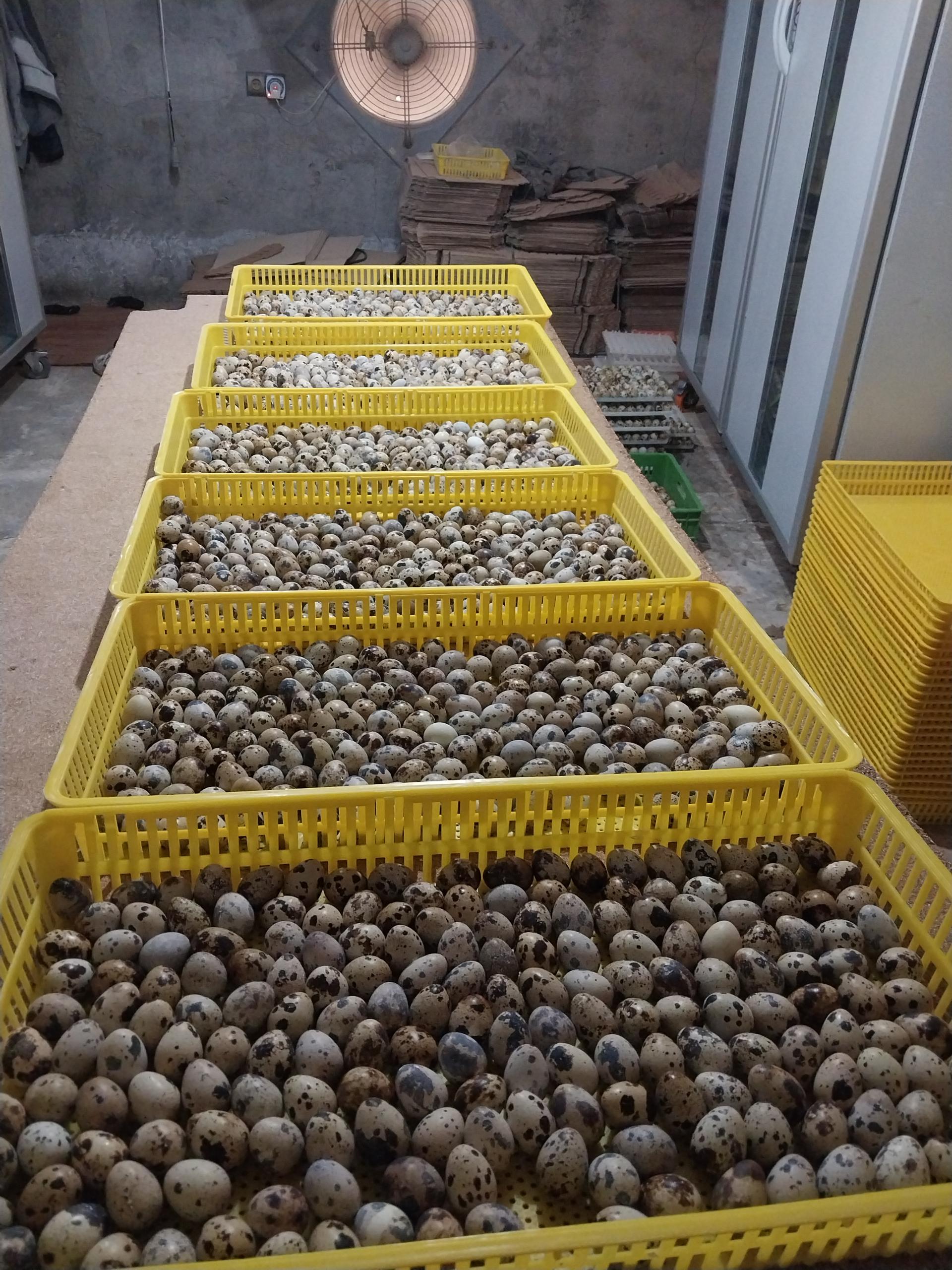 عکس پرورش بلدرچین وفائی