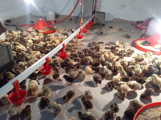 عکس پرورش بلدرچین وفائی