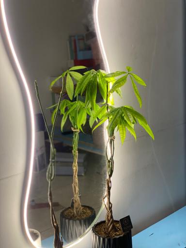 عکس گل فروشی پاچیرا