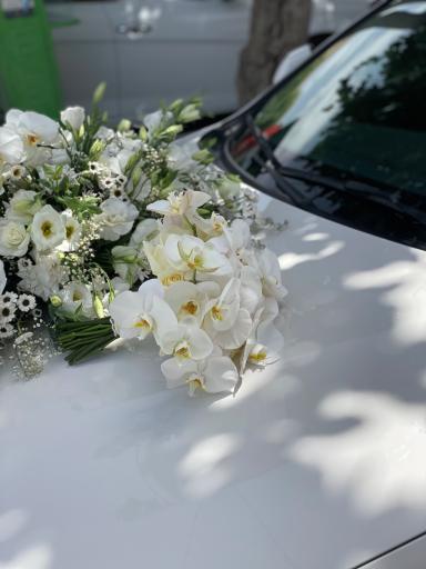 عکس گل فروشی پاچیرا