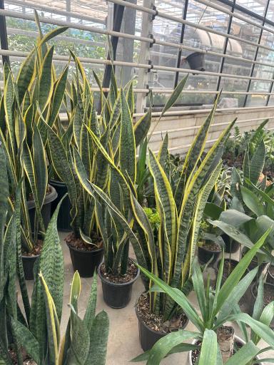 عکس گلخانه گیاهان آپارتمانی آندیس