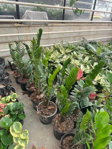 عکس گلخانه گیاهان آپارتمانی آندیس