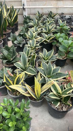 عکس گلخانه گیاهان آپارتمانی آندیس