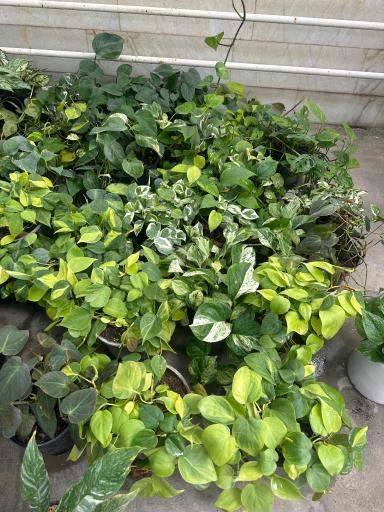 عکس گلخانه گیاهان آپارتمانی آندیس