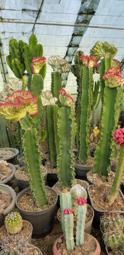 عکس گلخانه کاکتوس
