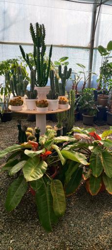 عکس گلباغ قاصدک 