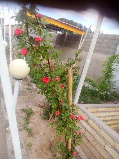 عکس باغ رستوران پردیس سلامی