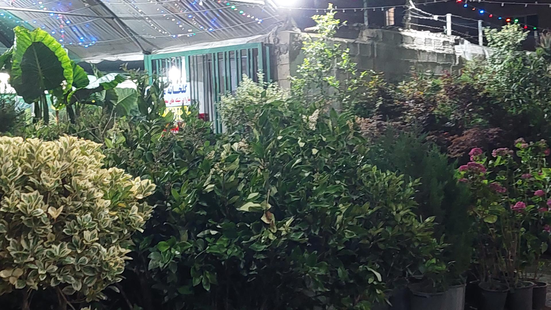 عکس گلخانه ممتاز