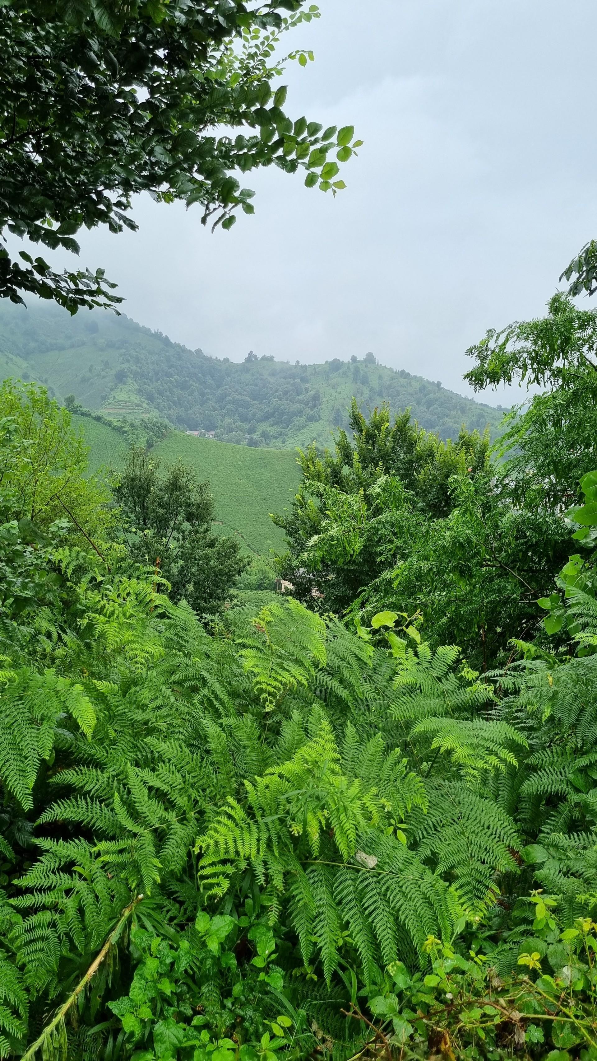 عکس بام سبز لاهیجان (شیطان کوه)