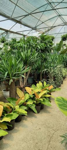 عکس گل فروشی گلبرگ