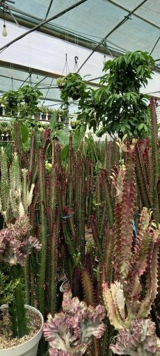 عکس گل فروشی گلبرگ