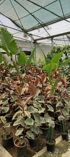 عکس گل فروشی گلبرگ