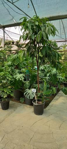 عکس گل فروشی گلبرگ