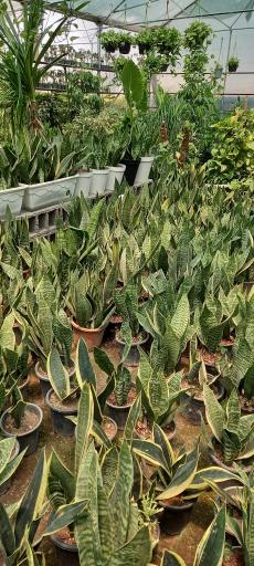 عکس گل فروشی گلبرگ