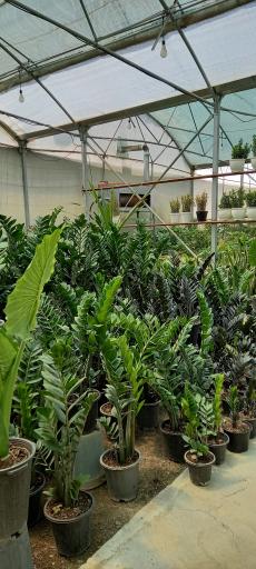 عکس گل فروشی گلبرگ