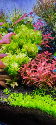 عکس فروشگاه پلنت آکوا