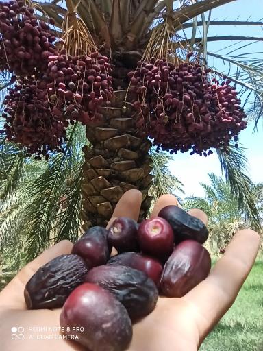 عکس نرماشیر