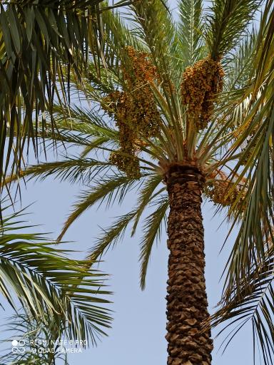 عکس نرماشیر